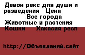 Девон рекс для души и разведения › Цена ­ 20 000 - Все города Животные и растения » Кошки   . Хакасия респ.